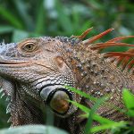 Iguana NP