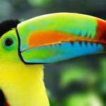 Tucan NP