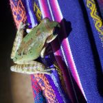 smiliscas faota resting on a hammock