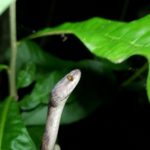 Cat eyed snake reaching out to a leaf above it.