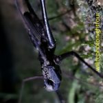 close up picture of a black crab spider found during the night tour