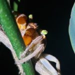 brown crab that decided to climb a plant. It's clinging to the stem of the plant