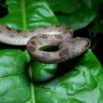 cat eyed snake moving through the leaves of a spinach plant