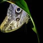 owl butterfly hanging from a leaf