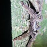 a tarantula standing on a tree trunk