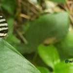 Small butterfly sporting a yellow, white and black pattern