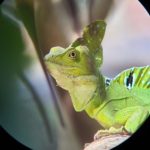 close up picture of a lizzard standing on a log taken on a telescope during a hike tour through Cahuita National Park