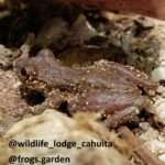 frog that blends with the surroundings to protect it from predators found during a hike through the Cahuita National Park