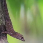 close up picture of a lizzar resting on a tree trunk with its head held high to scout for danger. Found during a hike tour in the Cahuita National park