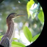 close up picture of a (bird_name) spotted during a hike tour in Cahuita National Park