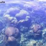 view of the coral reef in cahuita national park taken on a day with clear waters and perfect weather from the surface of the water during a snorkeling tour