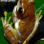 beautiful dendropsophus standing on a leaf during a night tour.