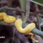 yellow eye lash viper on a branch