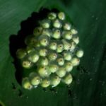 eggs from a red eye tree frog left under a leaf in the garden. Taken during a night tour