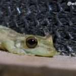 close up picture of a glass frog found near the window of a bungallow