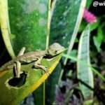 lizzard resting on top of a leaf found during the night tour