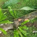 fungai growing in a dead log found around the garden