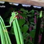 red eye tree frog moving to a new leave