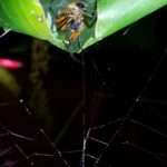 spider building it's house under a leaf to capture more prey found during a night tour