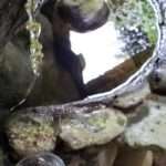 water fountain found in the spa area, spot frequented by the frogs that want to leave their eggs to hatch