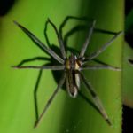 gorgeous wolf spider found resting on a leaf during a night walk in the garden on a night tour.