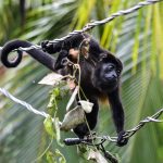 Howler Monkey NP