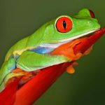 Red Eyed tree frog NP