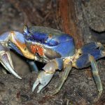 blue crab, NP