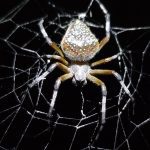 orb spider