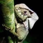 a casket head lizard hanging on to the trunk of a small tree found during a night tour