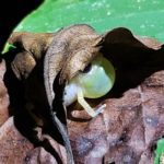 dink frog croaking under the shleter of a leaf