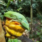 red eyed tree frog found sleeping on a cacao fruit