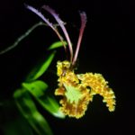 picture of a yellow orquidea taken during the night