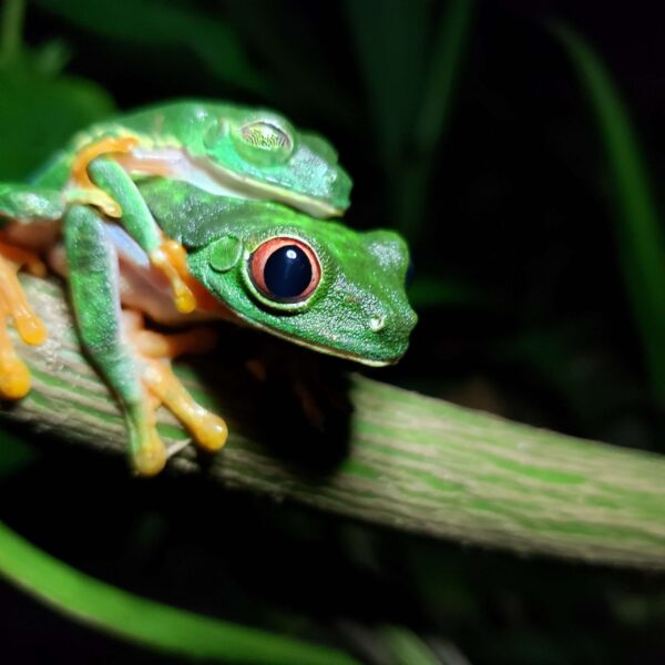 Jungle Night Walk - Image 9