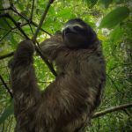 3 toe sloth hanging from a branch