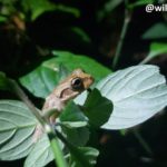 Dendrosophus frog found in the stem of a leaf during a night tour.