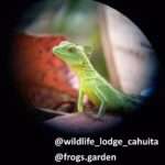 close up picture of a lizzard taken with a telescope during a hike tour through Cahuita National Park