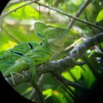 close up picture of a lizzard standing on a log taken on a telescope during a hike tour through Cahuita National Park