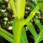 tiny bugs that blend with the stem of a plant