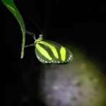 beautifl butterfly with a green and black pattern on its wings found during a night tour