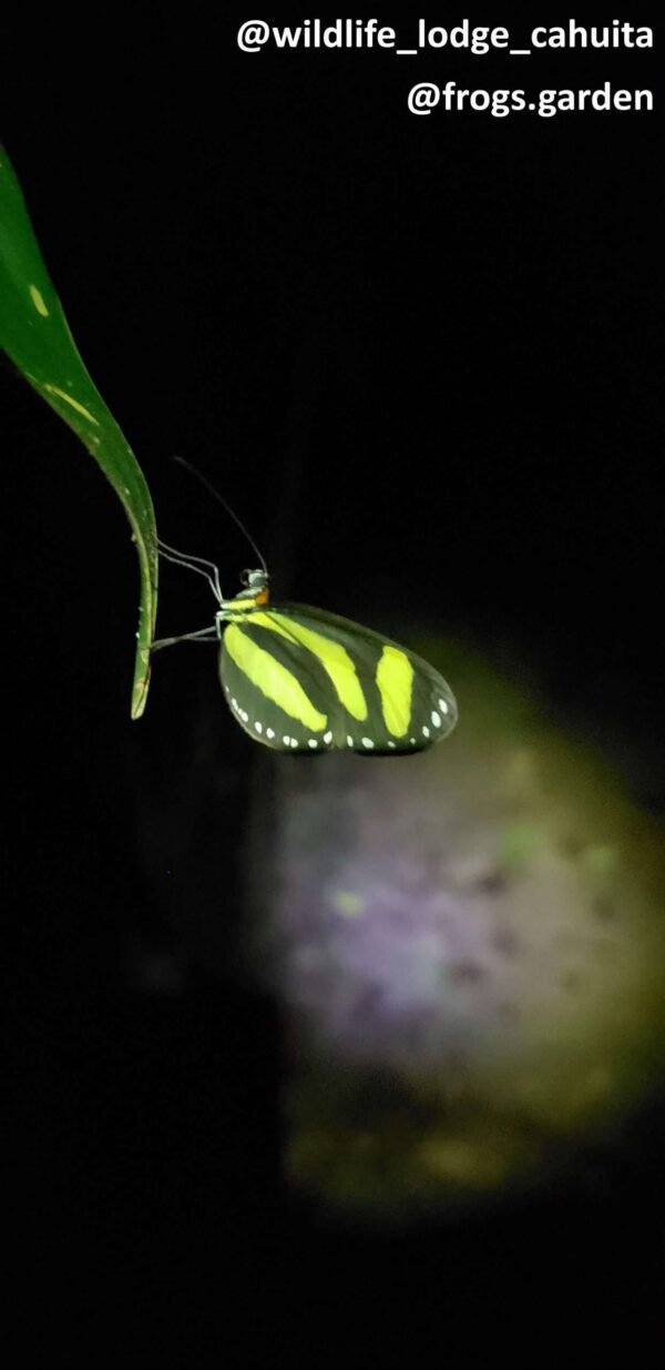 beautifl butterfly with a green and black pattern on its wings found during a night tour