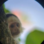 capuchin or white face monkey poking its head. Spotted during a hike in Cahuita National Park