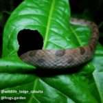 the body of a snake that went through a hole found in a leaf during a night tour in the garden. Playa Grande, Cahuita.