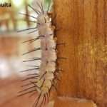 white caterpillar with black spikes on its body to protect it from predators