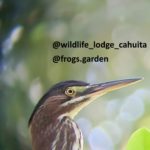 close up picture of a green heron spotted during a hike tour in Cahuita National Park