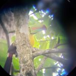 close up picture of a tucan standing on a branch high in a tree. Spotted during a hike in the Cahuita National Park