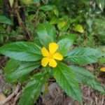 the damiana plant showing its beautiful yellow flower and lush leafs. Ancestral plant used to treat different maladies