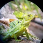 close up picture of a "Jesus Christ" (emerald basilisk) standing on a log taken on a telescope during a hike tour through Cahuita National Park