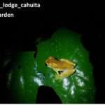 glass frog found resting on a leaf found during a night tour around the garden. Playa Grande Cahuita