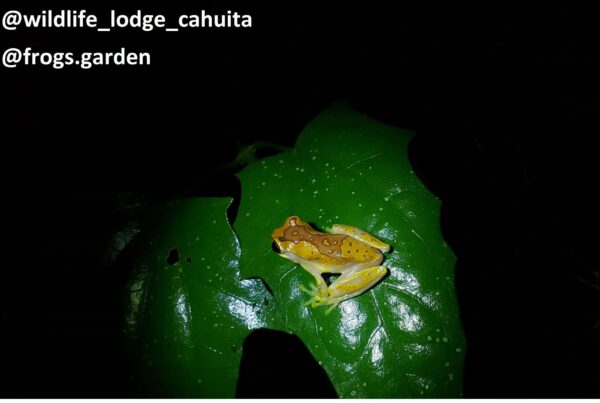 glass frog found resting on a leaf found during a night tour around the garden. Playa Grande Cahuita